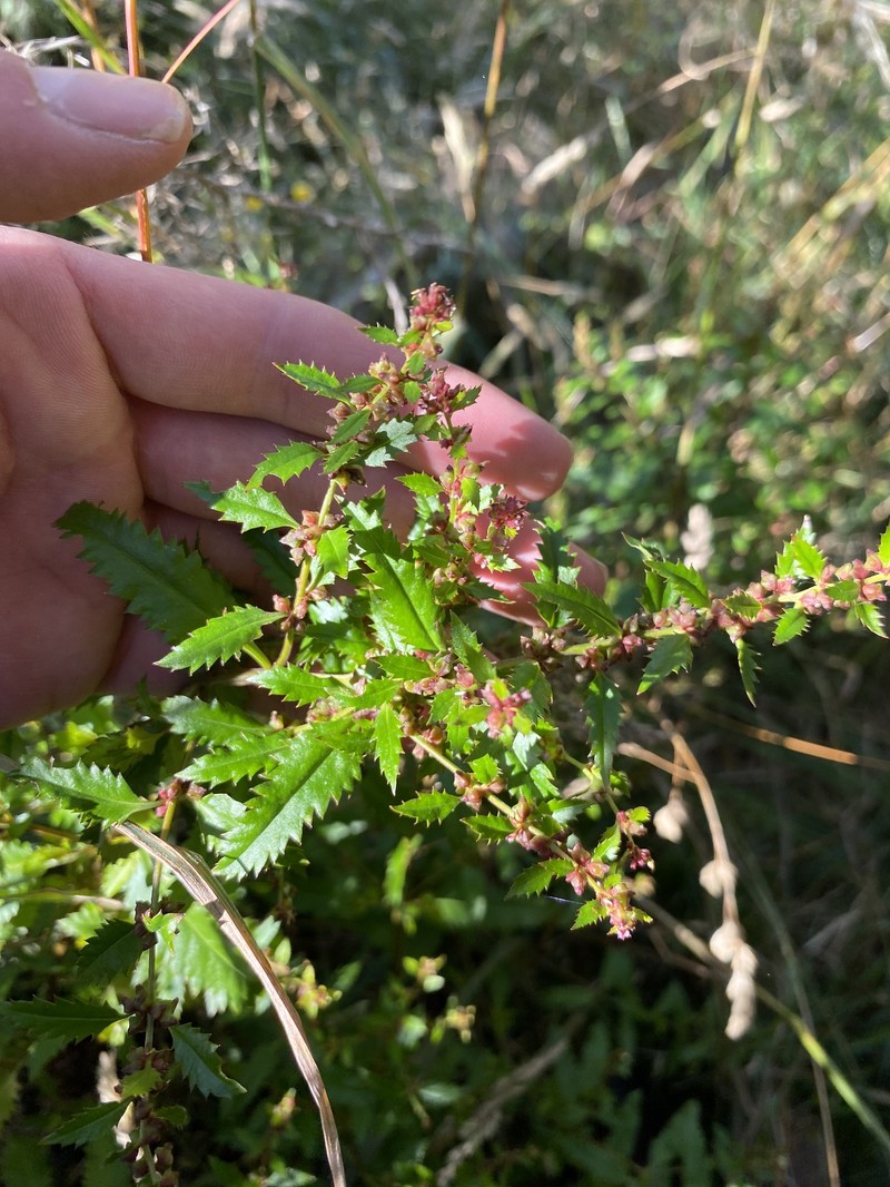 Haloragis erecta subsp. erecta photo 3