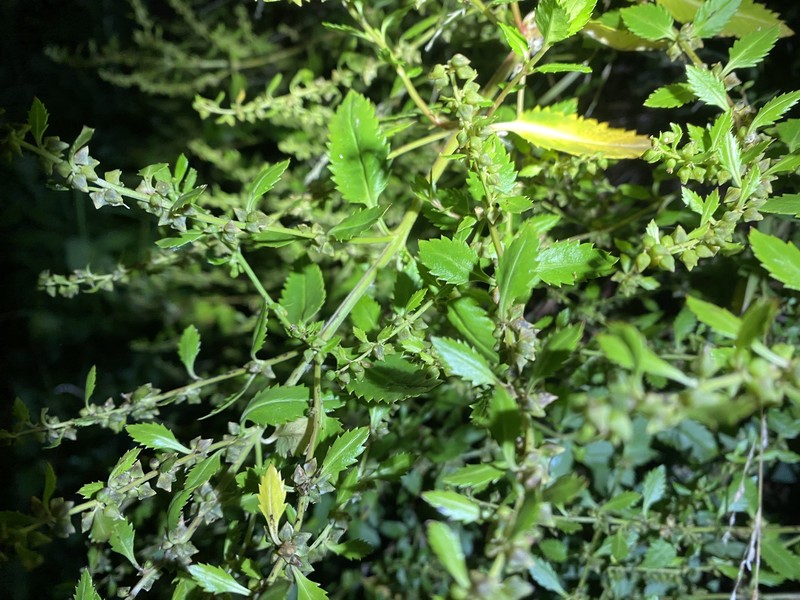 Haloragis erecta subsp. erecta photo 4