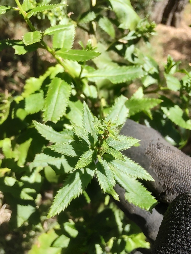 Haloragis exalata subsp. exalata