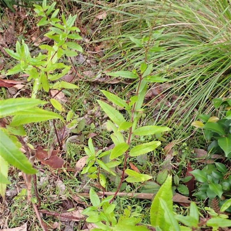 Haloragis exalata subsp. exalata photo 2