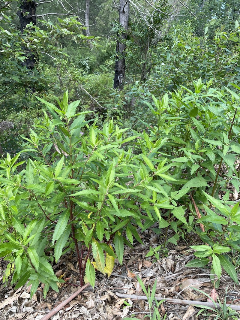 Haloragis exalata subsp. exalata photo 3