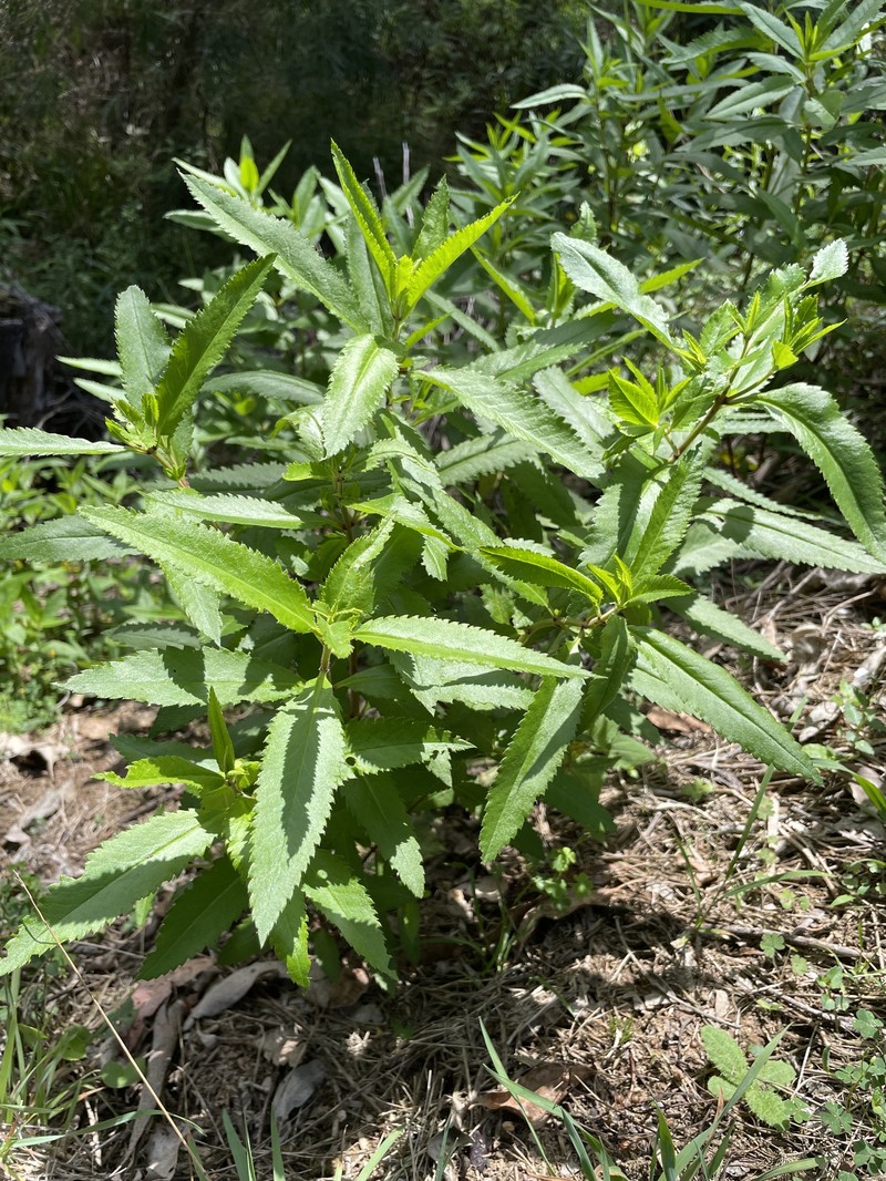 Haloragis exalata subsp. exalata photo 4