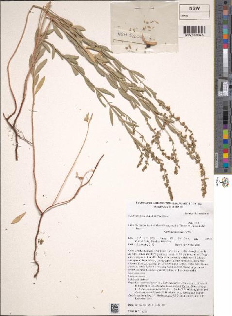 Haloragis glauca f. glauca