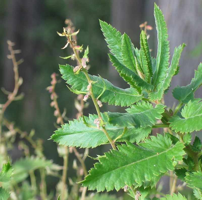 Haloragis milesiae