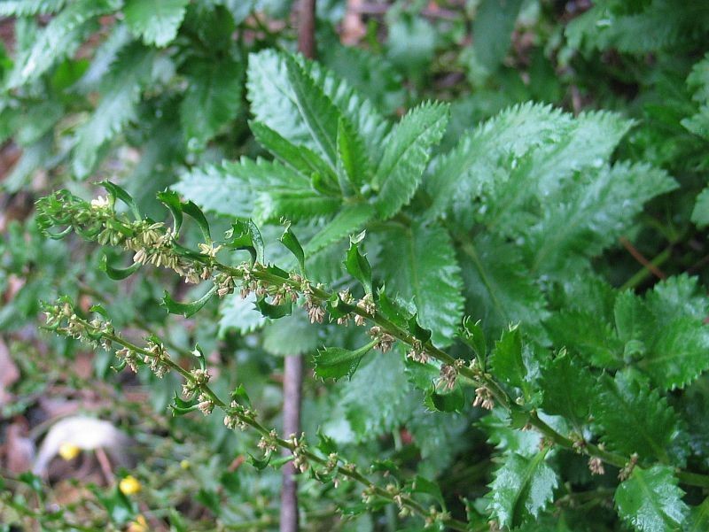Haloragis milesiae photo 2