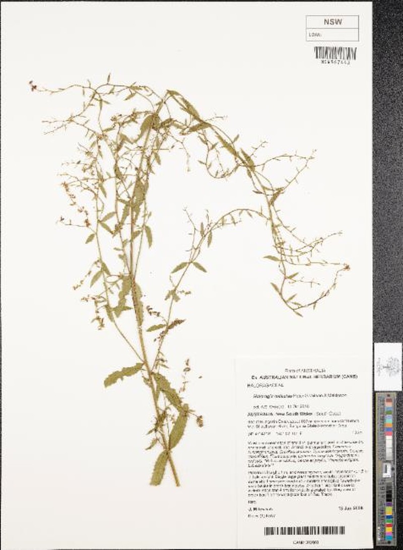 Haloragis milesiae photo 3