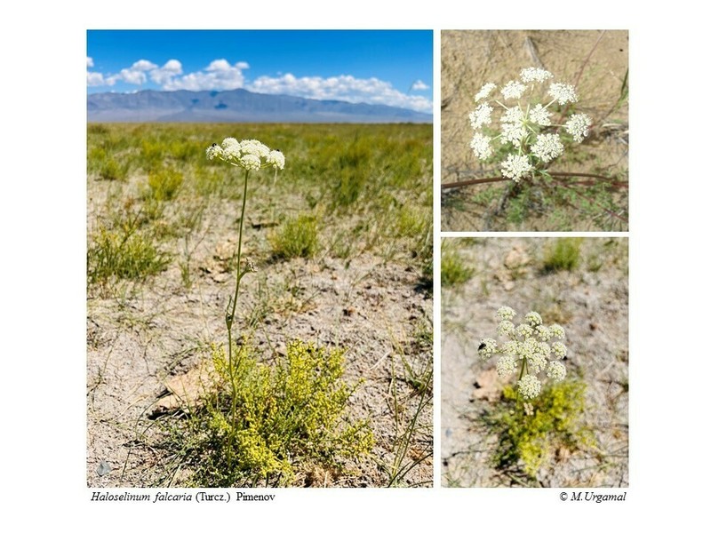 Haloselinum falcaria