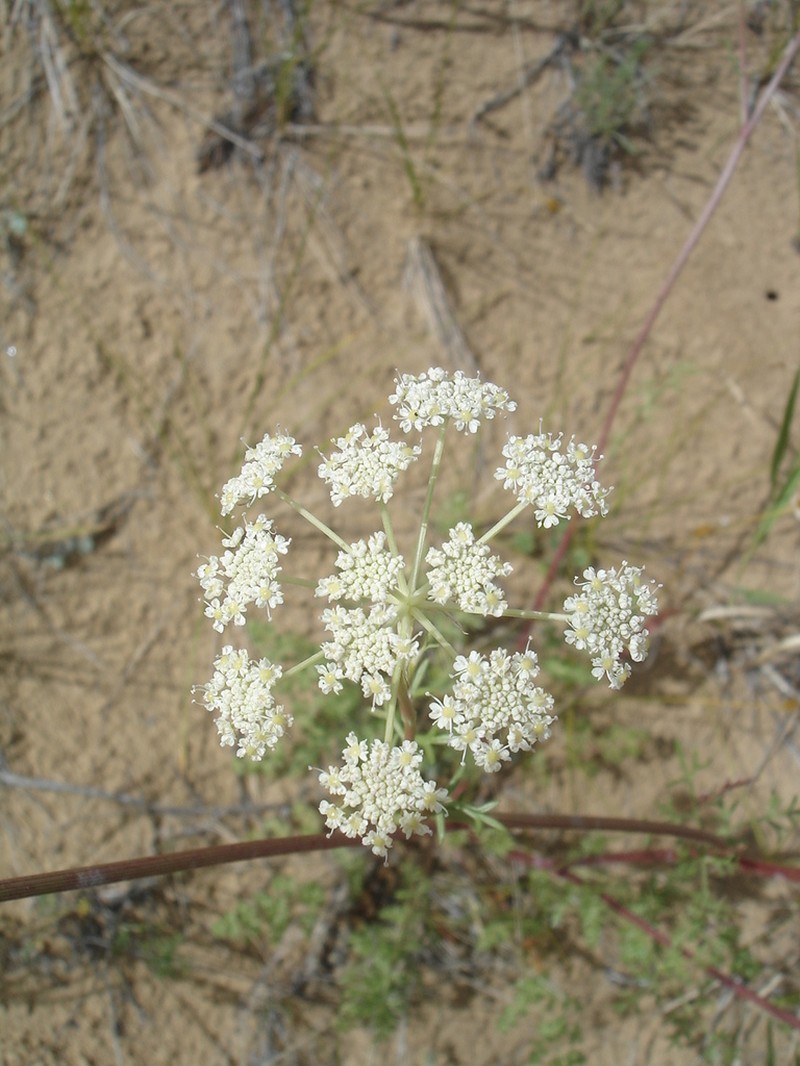 Haloselinum falcaria photo 2