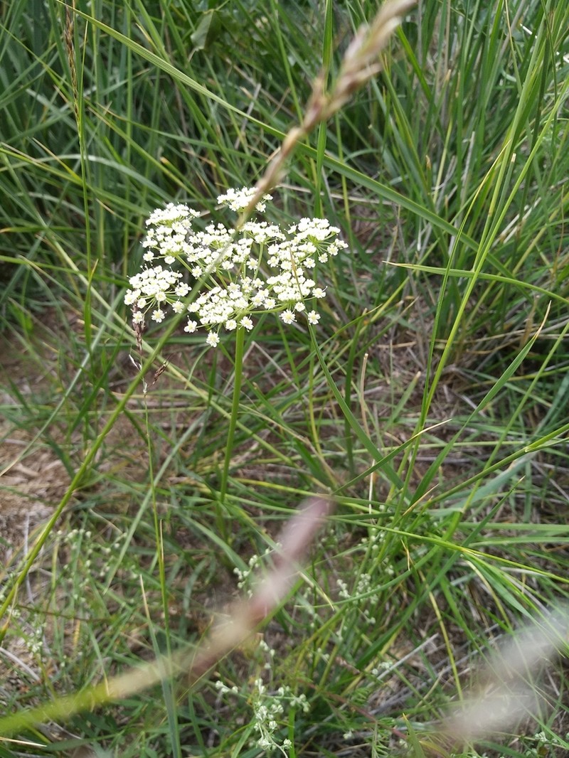 Haloselinum falcaria photo 4
