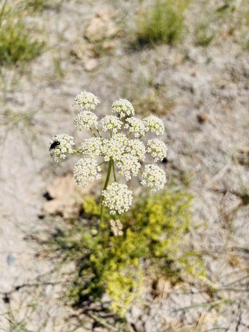 Haloselinum falcaria photo 5