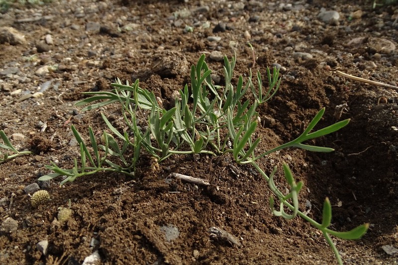 Haloselinum falcaria photo 6