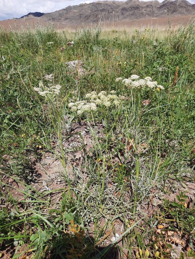 Haloselinum falcaria photo 7