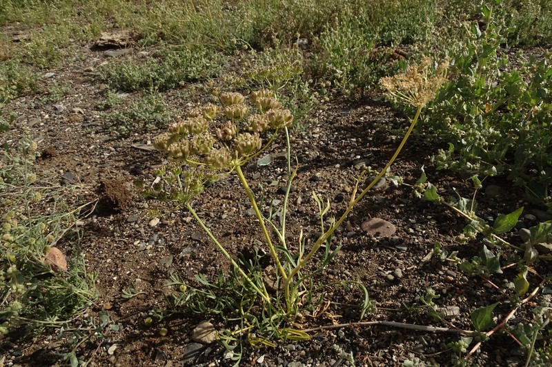 Haloselinum falcaria photo 8