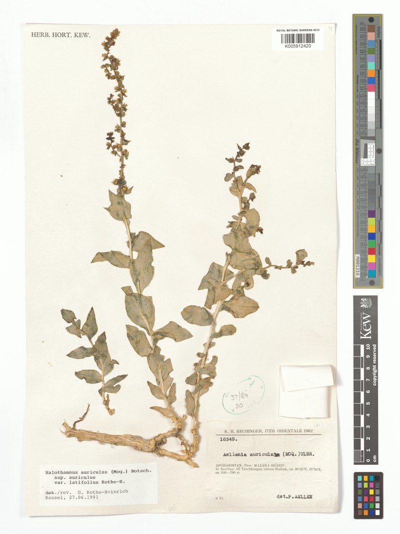 Halothamnus auriculus subsp. auriculus