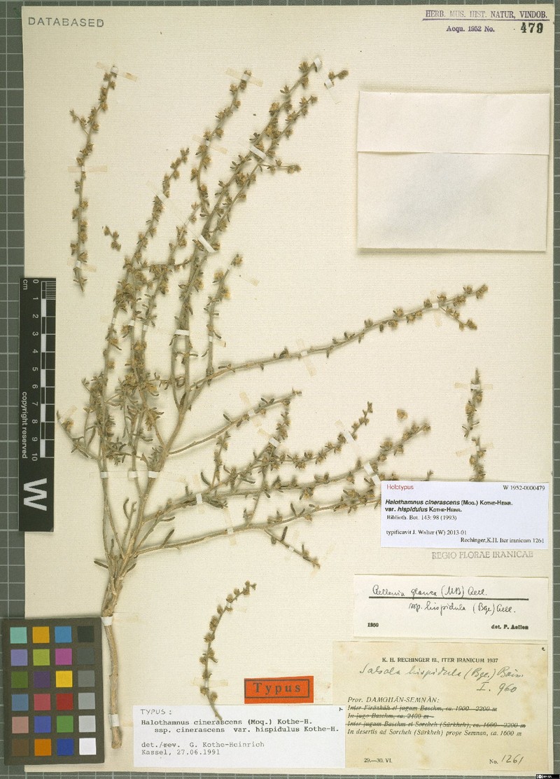 Halothamnus cinerascens subsp. cinerascens