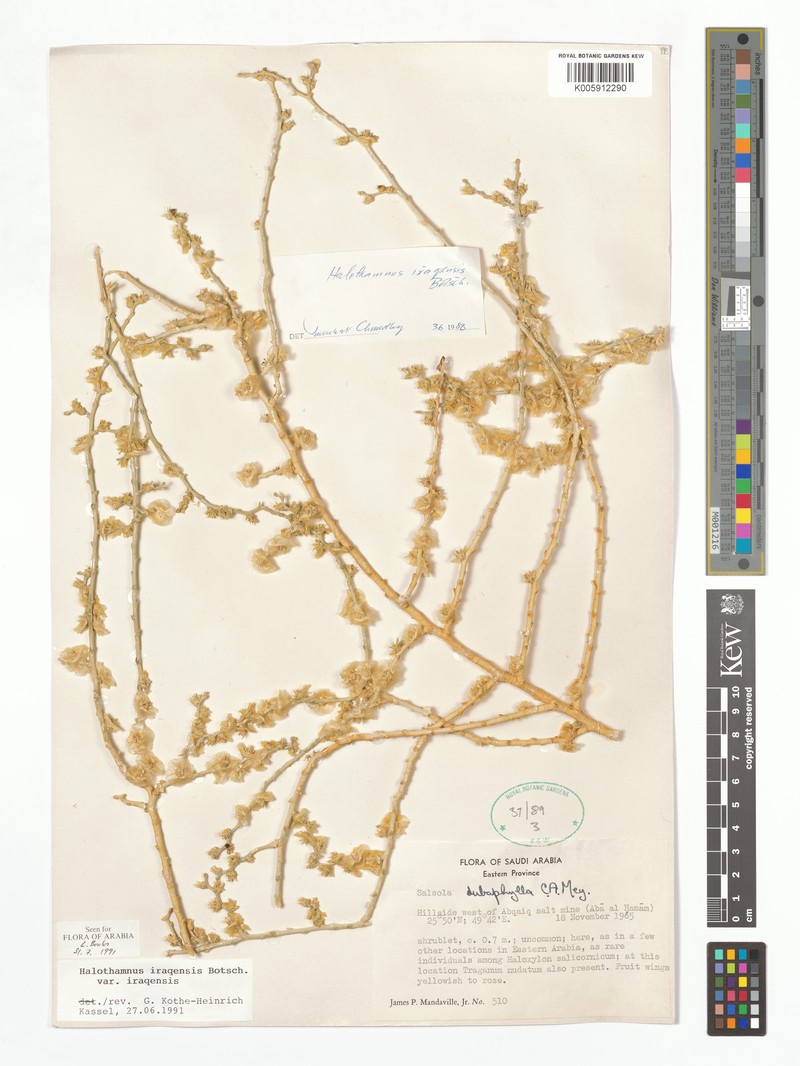 Halothamnus iraqensis var. iraqensis