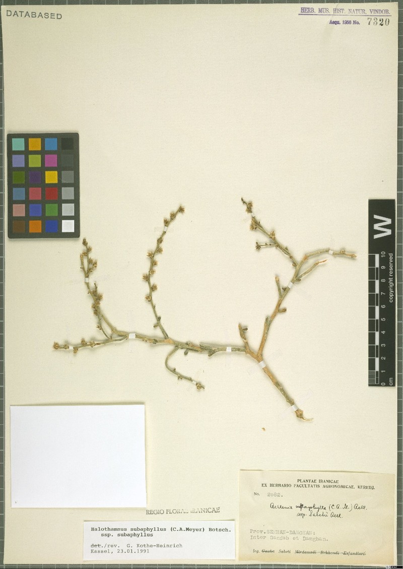 Halothamnus subaphyllus subsp. subaphyllus