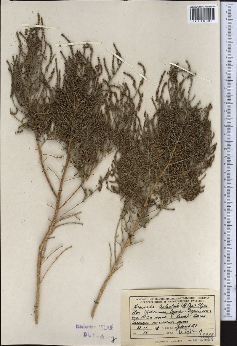 Haloxylon griffithii subsp. griffithii