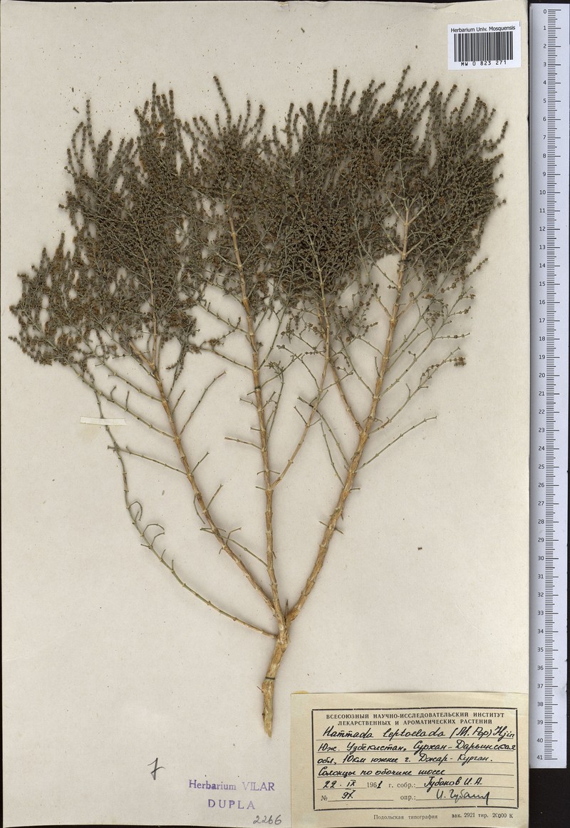 Haloxylon griffithii subsp. griffithii photo 2