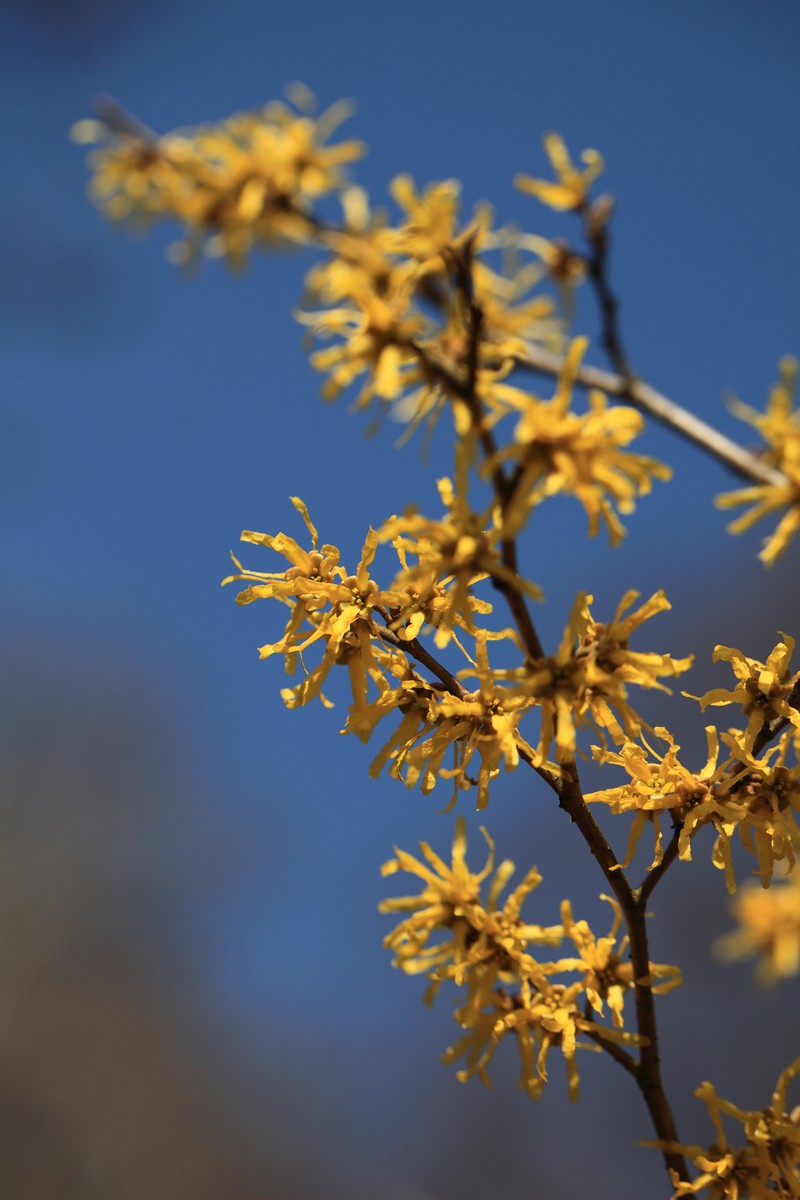 Hamamelis japonica