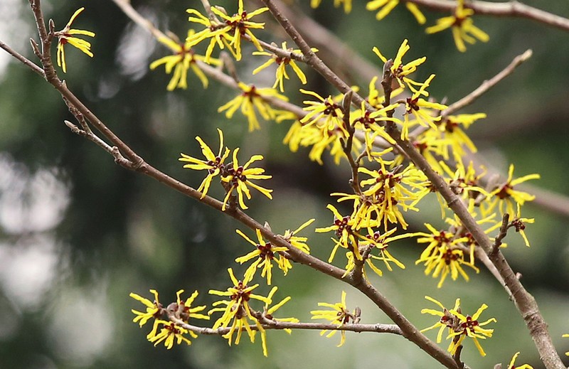 Hamamelis japonica photo 3