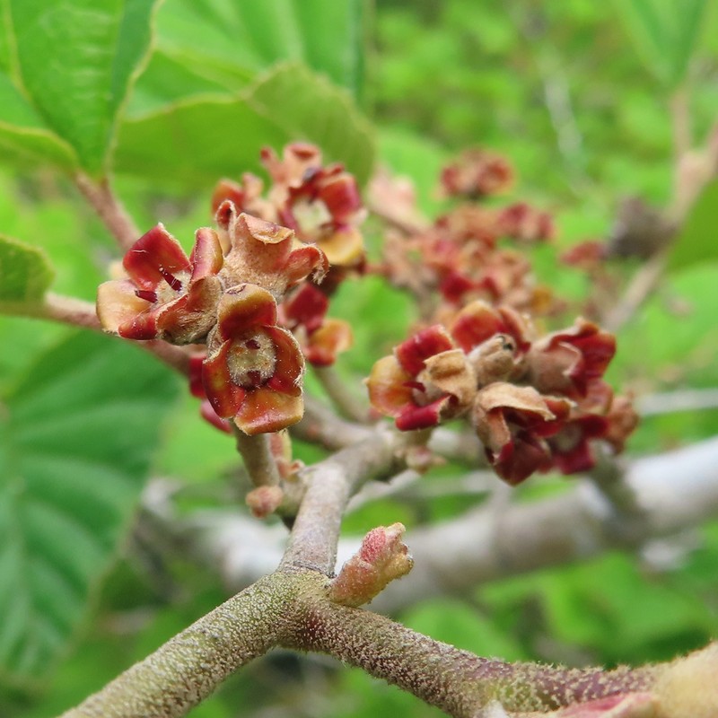 Hamamelis japonica photo 4