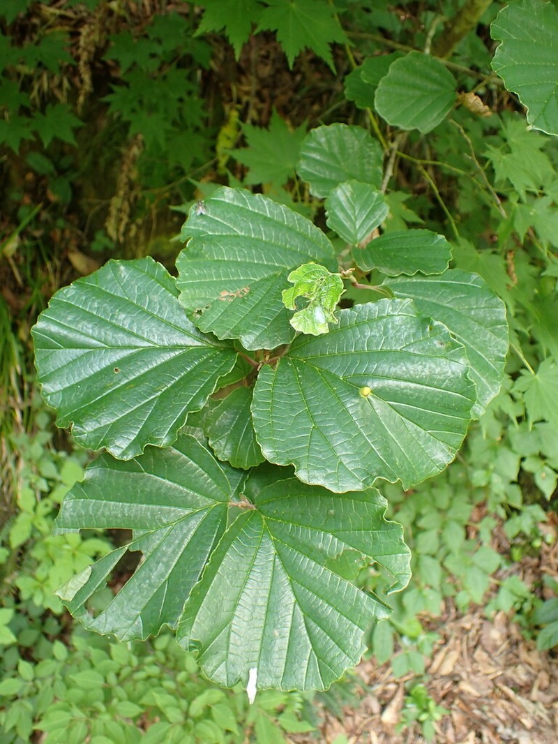 Hamamelis japonica photo 5