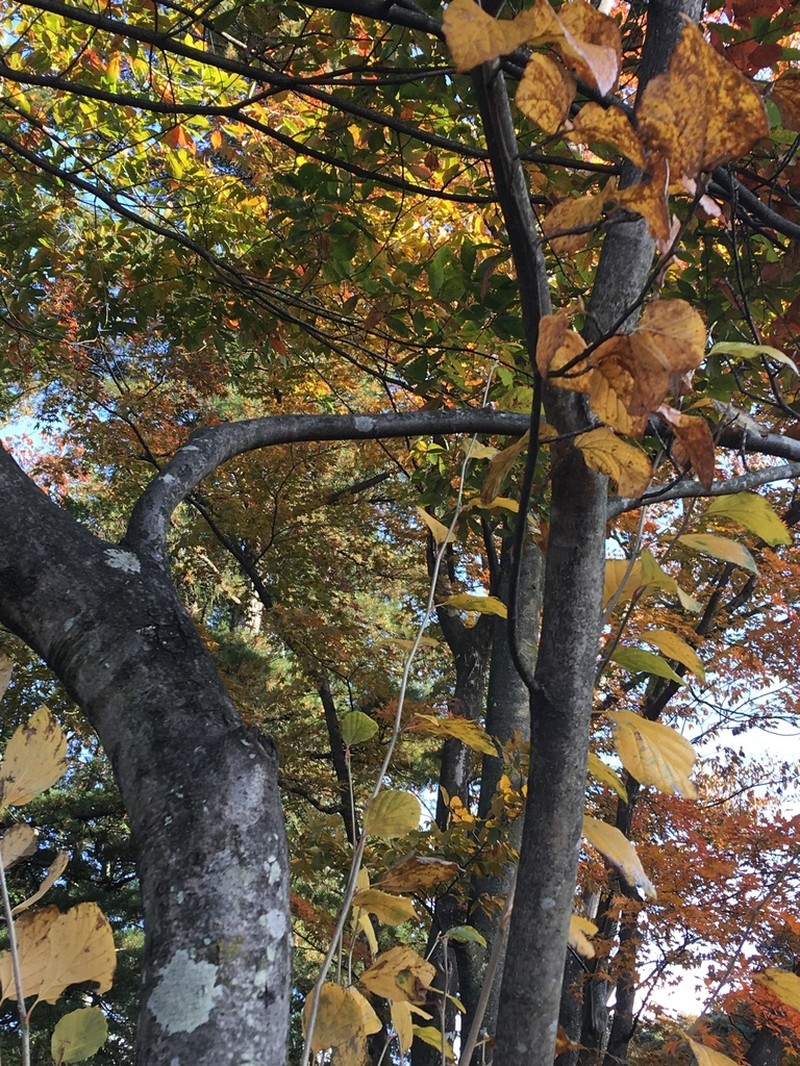 Hamamelis japonica photo 6