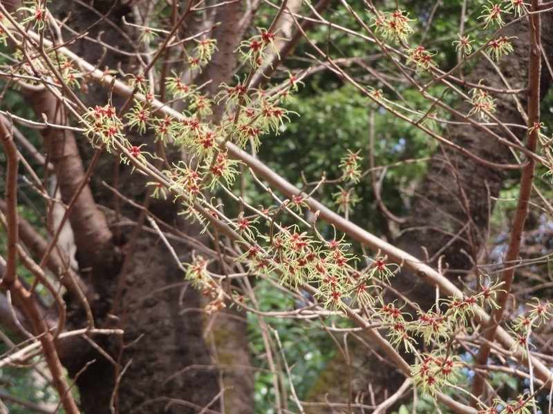 Hamamelis japonica photo 7