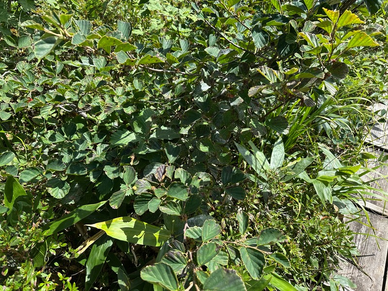 Hamamelis japonica f. obtusata
