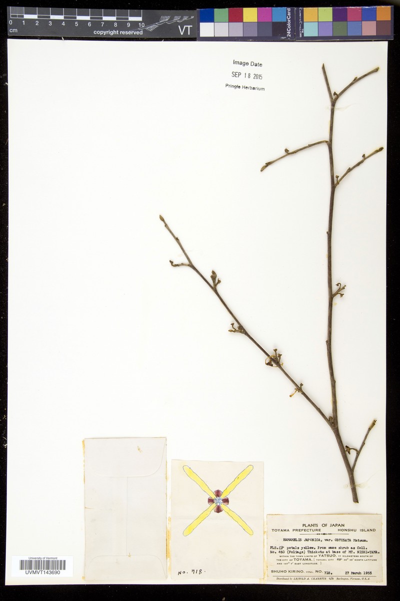 Hamamelis japonica f. obtusata photo 2