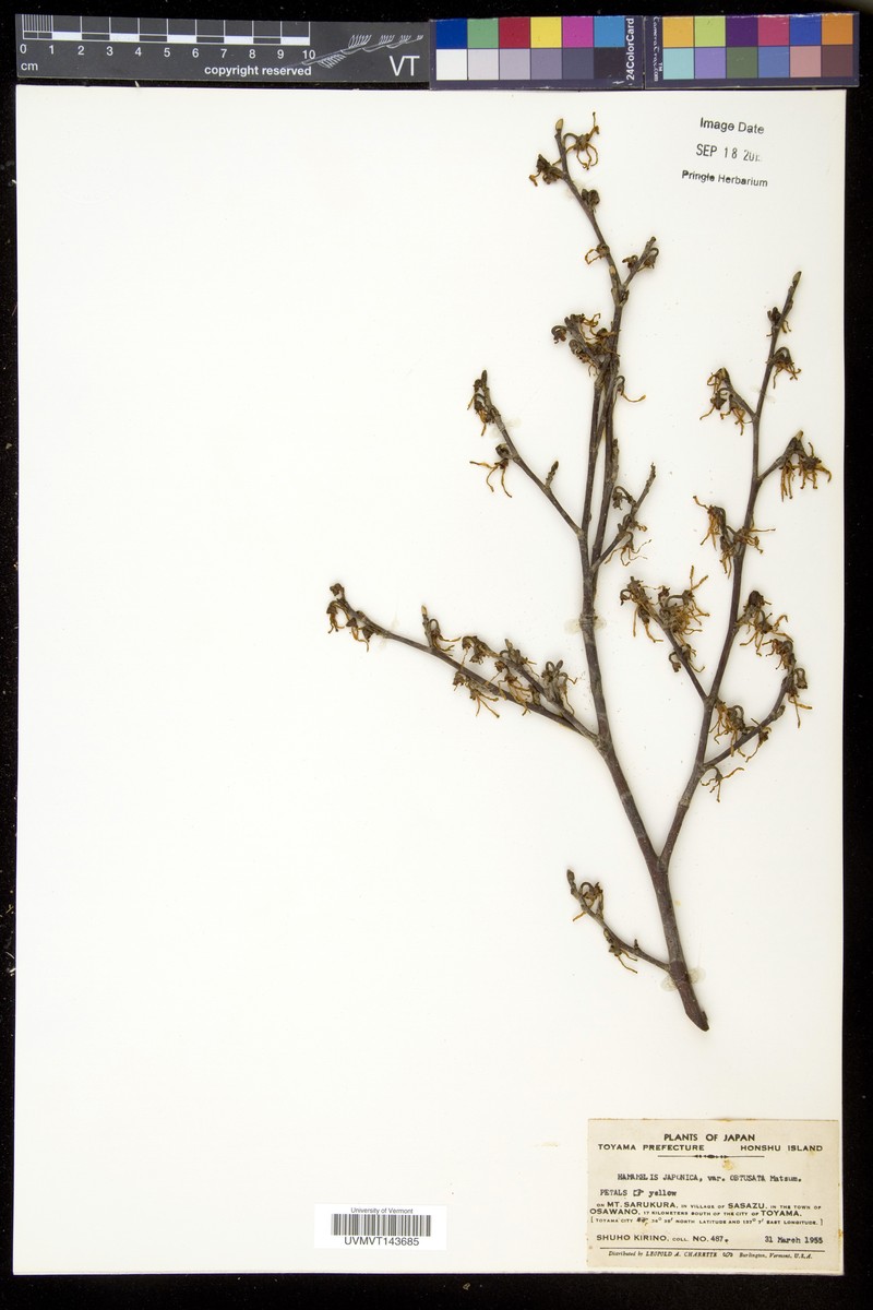 Hamamelis japonica f. obtusata photo 3