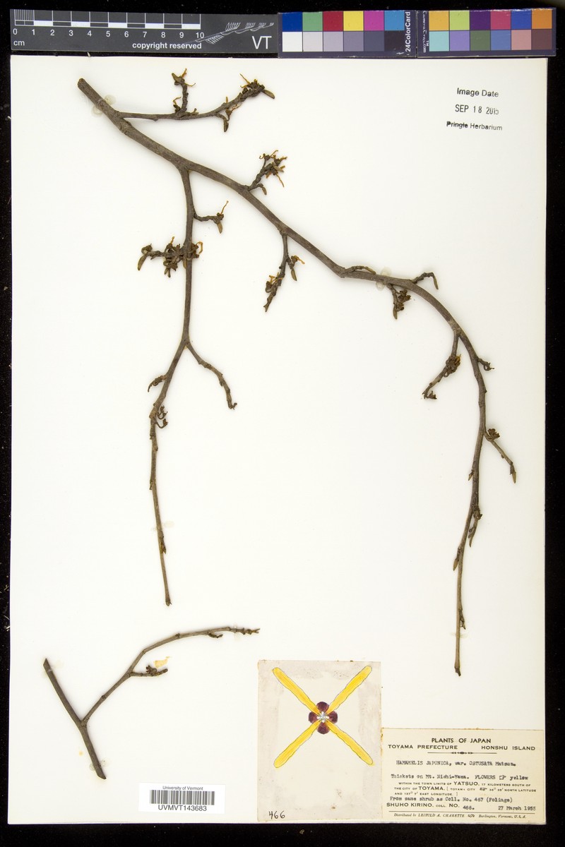 Hamamelis japonica f. obtusata photo 4