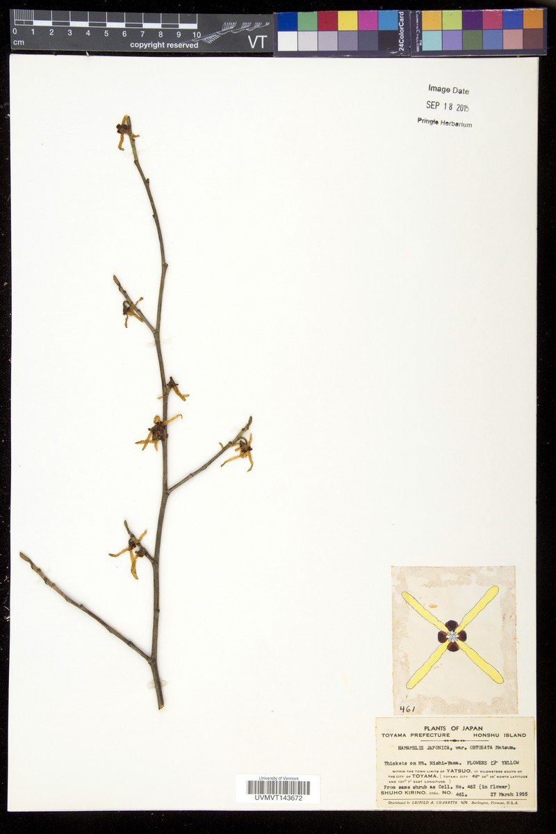 Hamamelis japonica f. obtusata photo 5