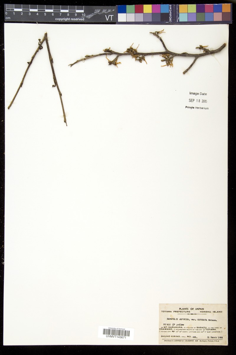 Hamamelis japonica f. obtusata photo 6