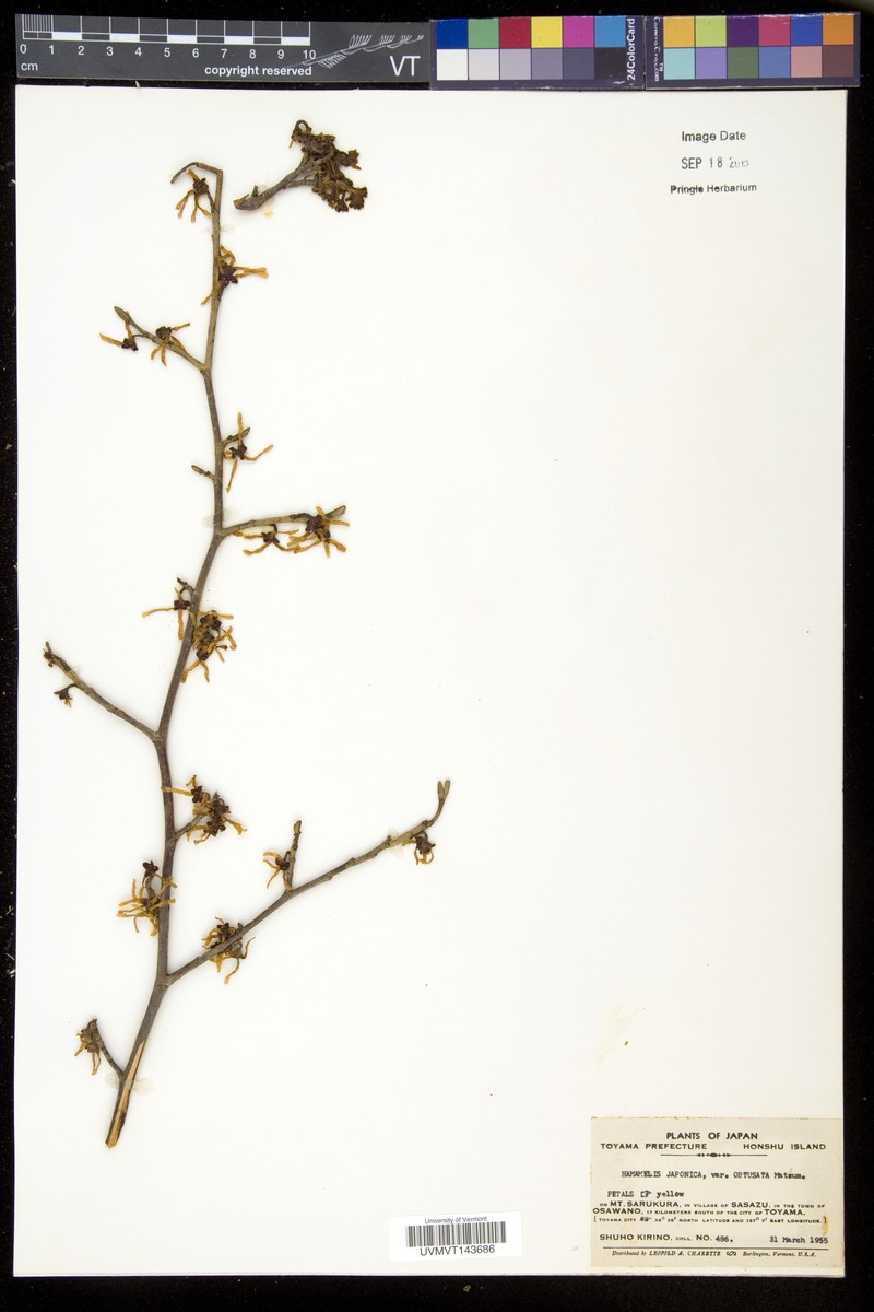 Hamamelis japonica f. obtusata photo 7
