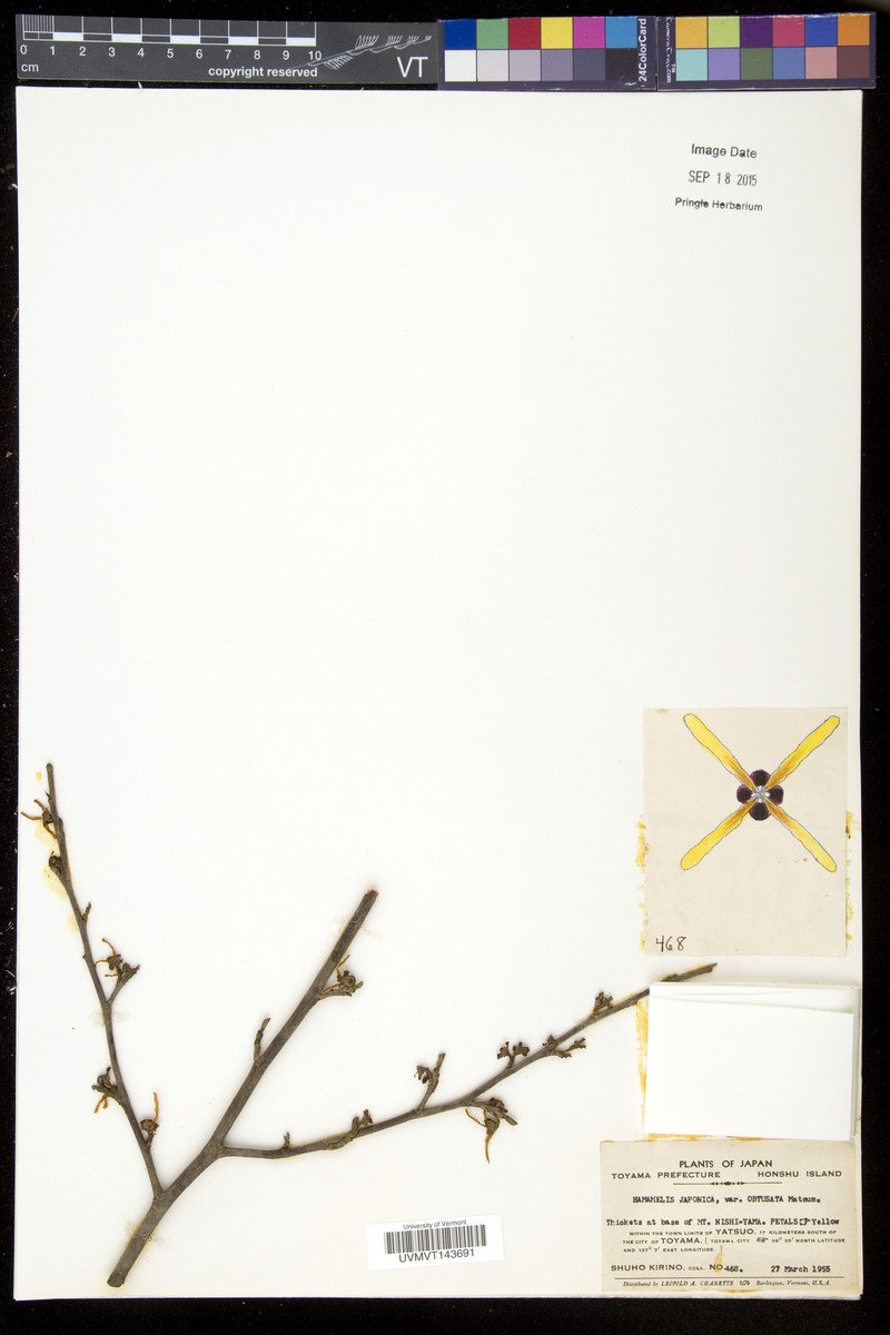 Hamamelis japonica f. obtusata photo 8