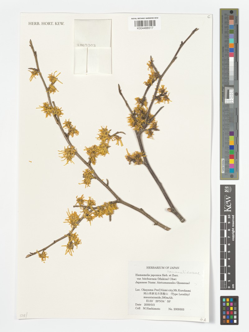 Hamamelis japonica var. bitchuensis