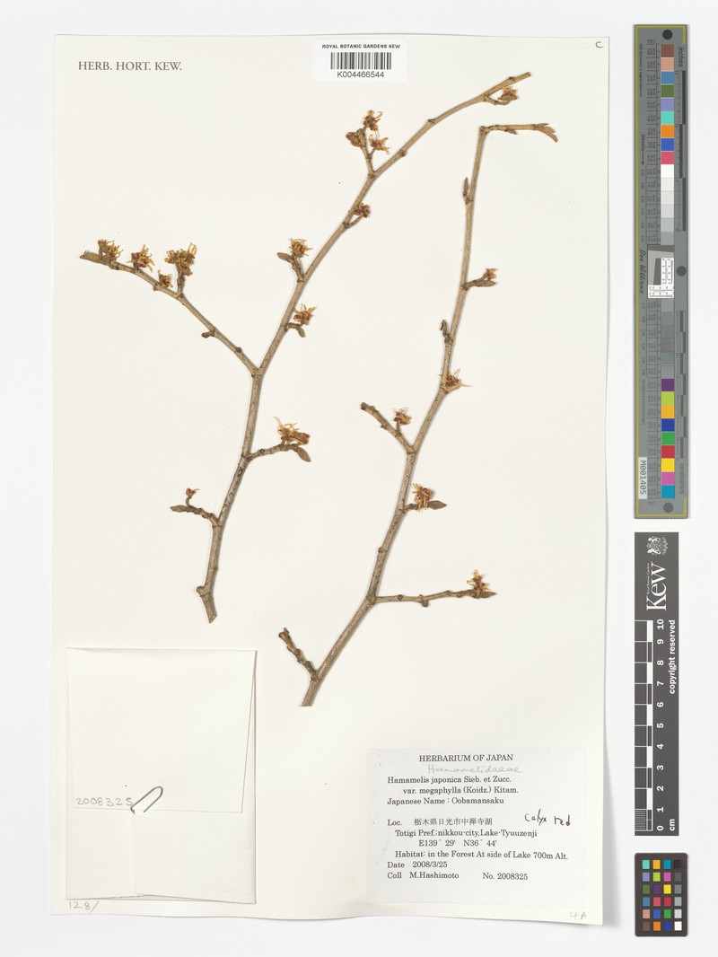 Hamamelis japonica var. megalophylla