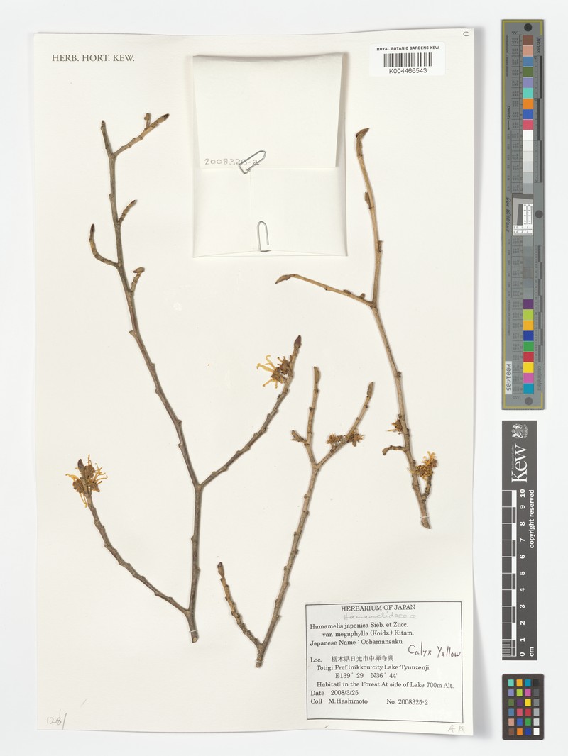 Hamamelis japonica var. megalophylla photo 2