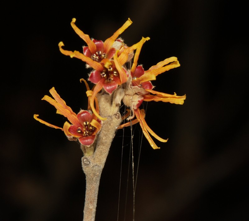 Hamamelis mollis photo 2