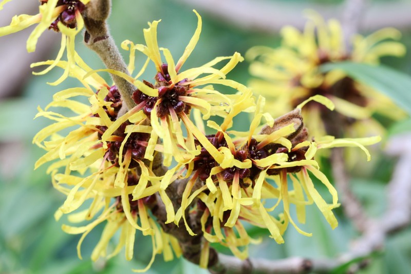 Hamamelis mollis photo 3