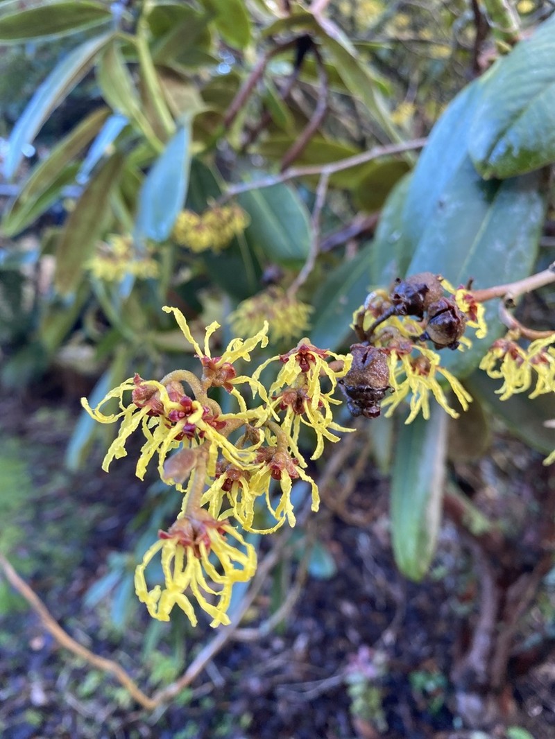 Hamamelis mollis photo 4