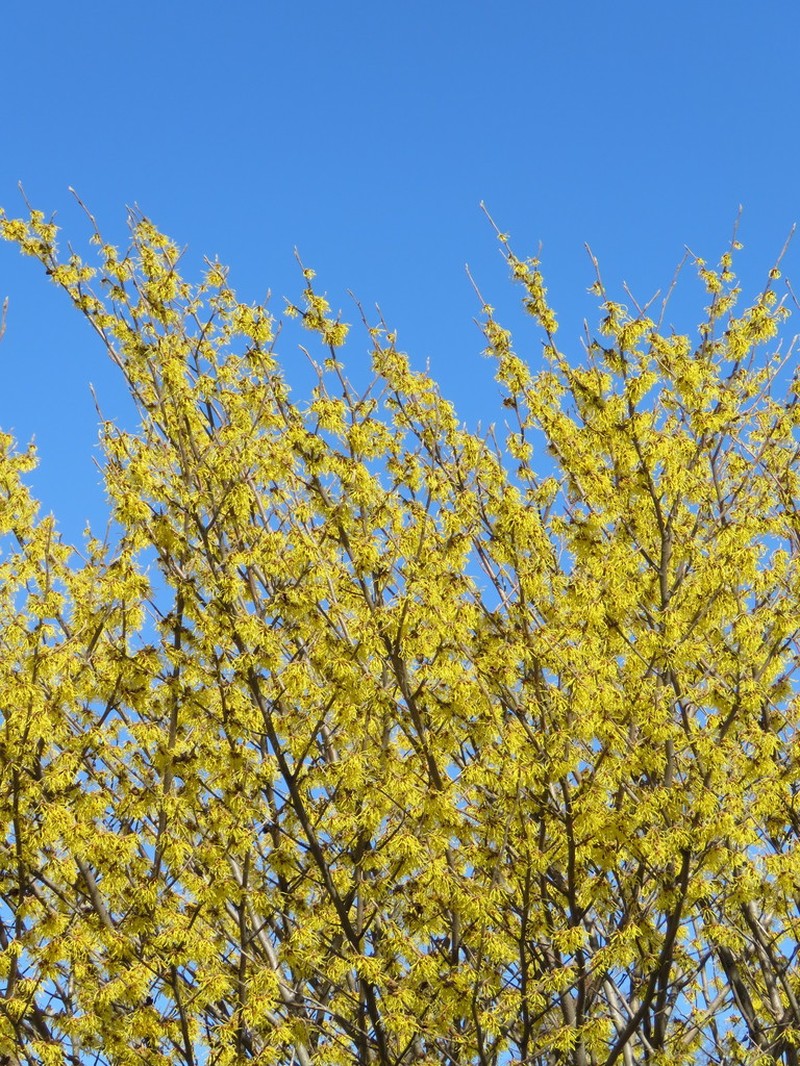 Hamamelis mollis photo 5