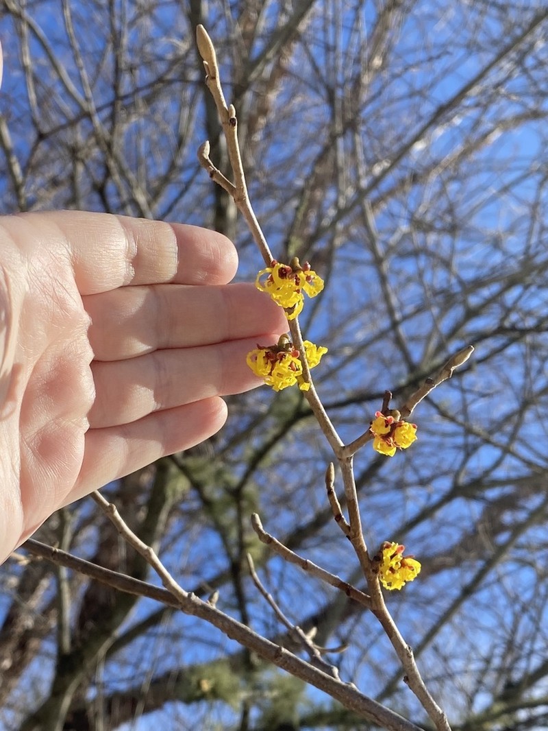 Hamamelis mollis photo 6