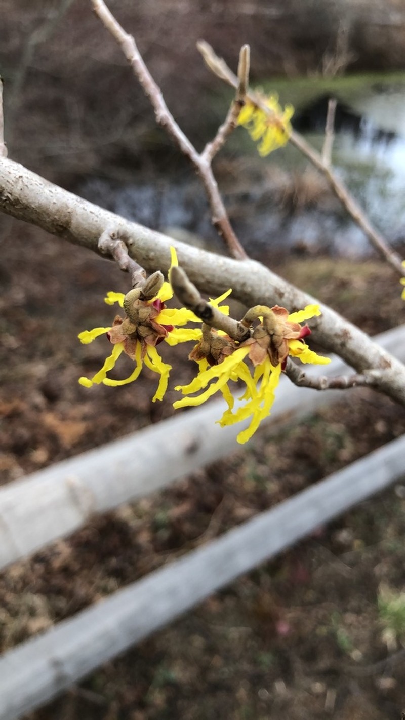 Hamamelis mollis photo 7