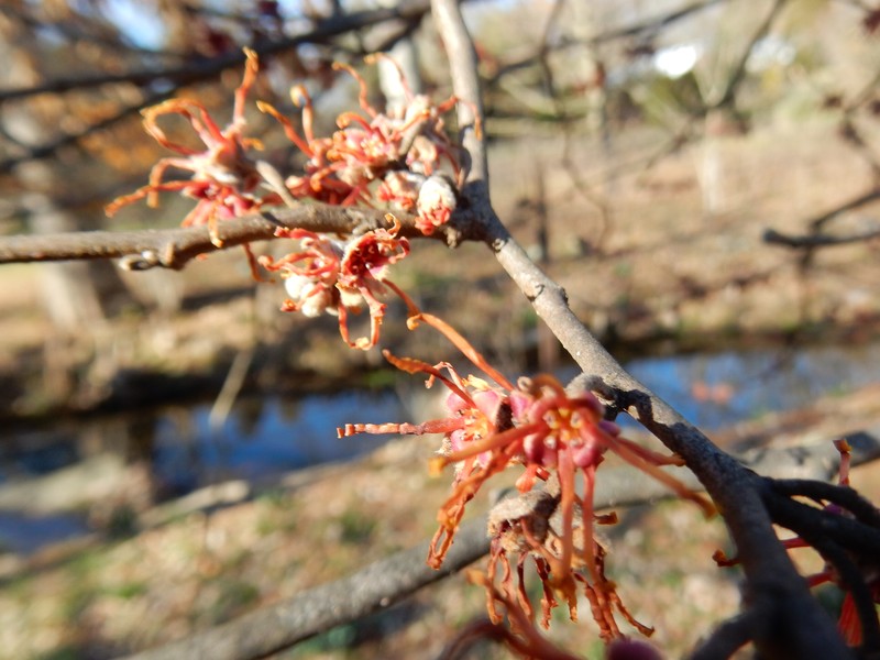 Leonard's Witch Hazel