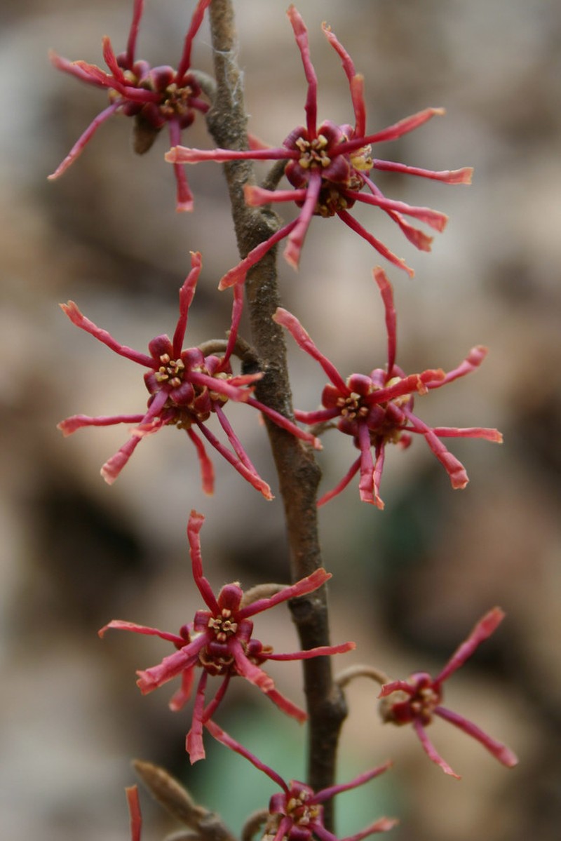 Leonard's Witch Hazel