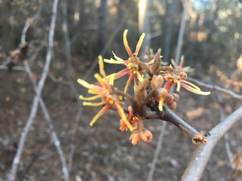Leonard's Witch Hazel photo 2