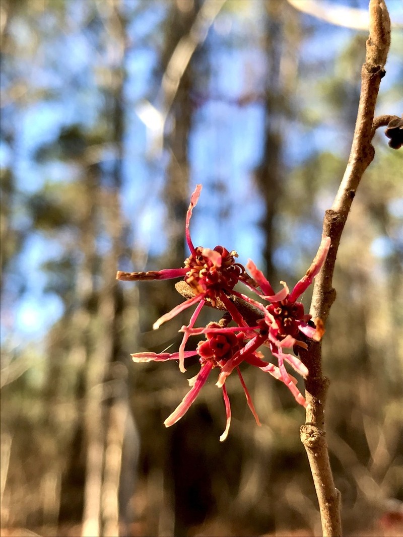 Leonard's Witch Hazel photo 3